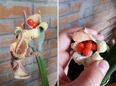 Alocasia Macrorrhiza : La décapitation et renaissance! (part 2) Alocasia Macrorrhiza : La décapitation et renaissance! (part 2)