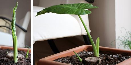 Alocasia Macrorrhiza : La décapitation et renaissance! (part 2) Alocasia Macrorrhiza : La décapitation et renaissance! (part 2)