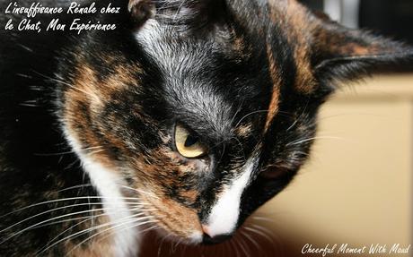 Animaux : L'insuffisance Rénale chez le Chat, Mon Expérience
