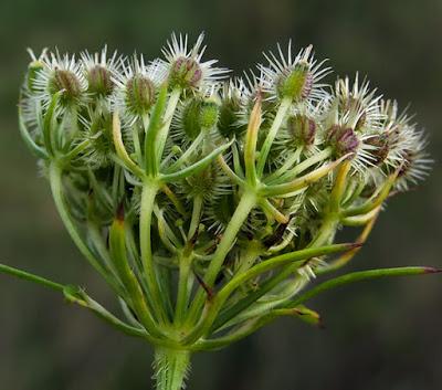 Carotte sauvage (Daucus carota)