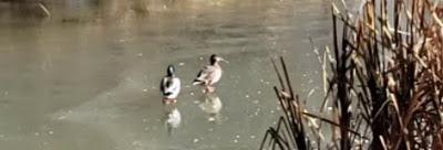 Canards patineurs ...