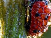 Quand Présence fait fondre monde