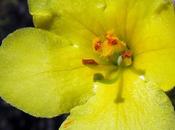 Molène bouillon blanc (Verbascum thapsus)