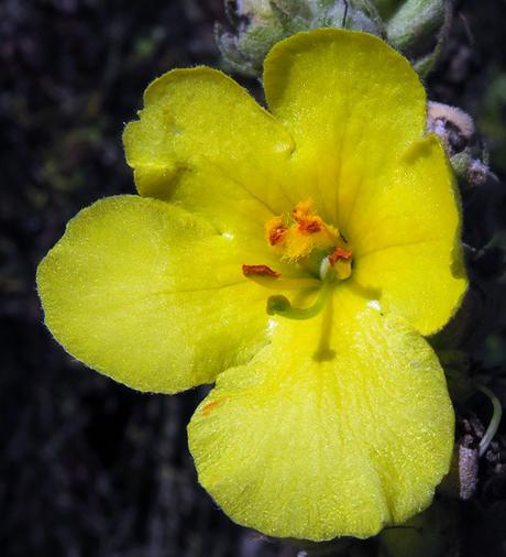 Molène bouillon blanc (Verbascum thapsus)