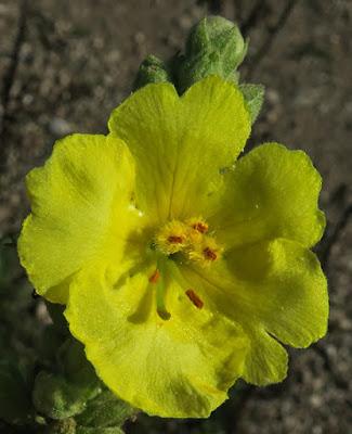 Molène bouillon blanc (Verbascum thapsus) Molène bouillon blanc (Verbascum thapsus)