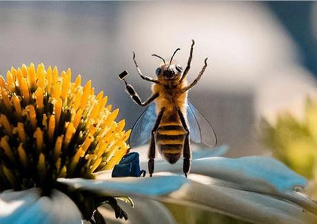 [COMMUNICATION] : Une abeille française première influenceuse d’Instagram