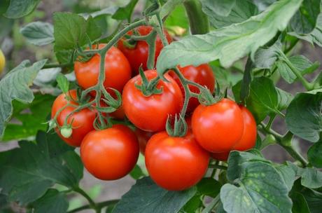 Tomates: éviter les maladies aux plants et aux fruits