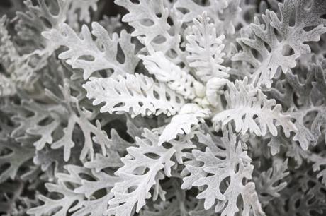 Absinthe (Artemisia absinthium L.) – vertus et bienfaits