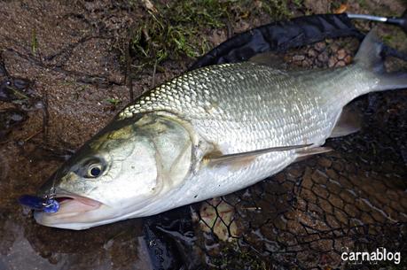 Triplé d'aspes aux petits poissons nageurs