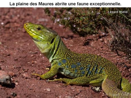 La France - Le Massif des Maures