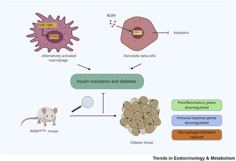 #trendsinendocrinologyandmetabolism #récepteurnucléaire #immunorégulation Fonctions Immunorégulatrices des Récepteurs Nucléaires : Mécanismes et Implications Thérapeutiques