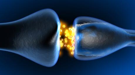La rapamycine inverse la perte de synapses et la réduction du débit sanguin cérébral associées au vieillissement. La rapamycine inverse la perte de synapses et la réduction du débit sanguin cérébral associées au vieillissement.