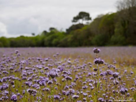 or et argent dans les ruines en #Bretagne #Finistère #MadeInBzh