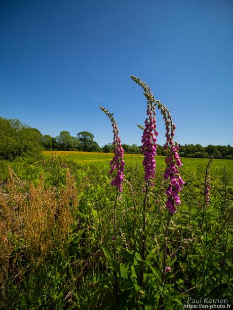 or et argent dans les ruines en #Bretagne #Finistère #MadeInBzh