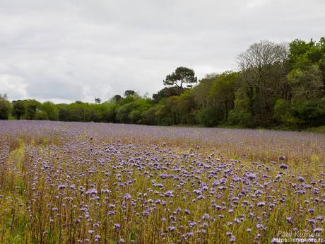 balade au moulin de Keriolet à BeuzecCapSizun #Finistère #Bretagne #MadeInBzh