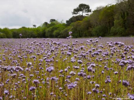 balade au moulin de Keriolet à BeuzecCapSizun #Finistère #Bretagne #MadeInBzh