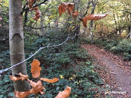 st andré la cote,le signal,monts du lyonnais,vtt,GR