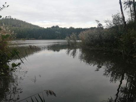 Coq à la bière - promenade régionale en forêt