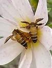 En finir avec tous les tueurs d’abeilles en Europe ! En finir avec tous les tueurs d’abeilles en Europe !