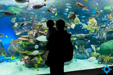 aquarium Ripley enfants Toronto