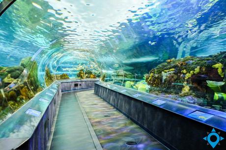 aquarium Ripley 