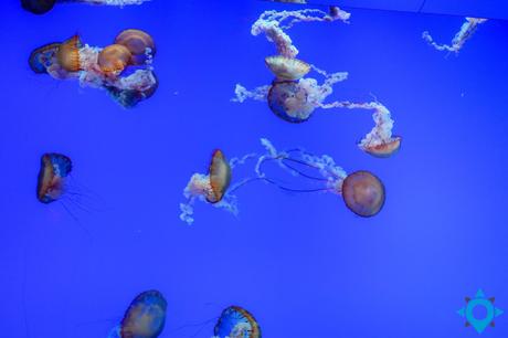aquarium Ripley toronto