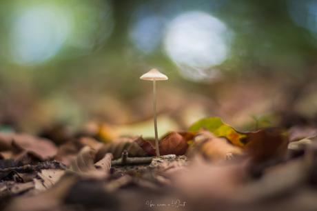Le début de l’automne