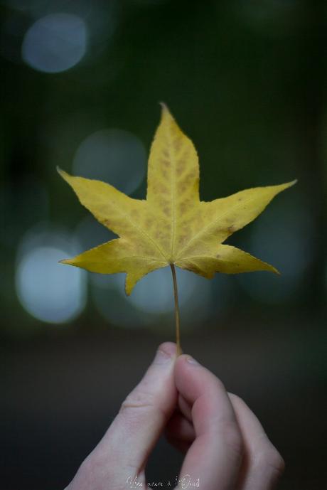 Le début de l’automne