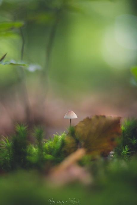 Le début de l’automne