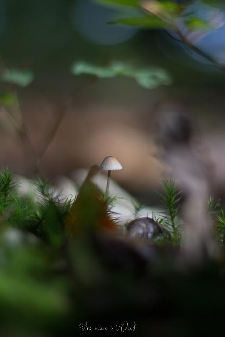 Le début de l’automne