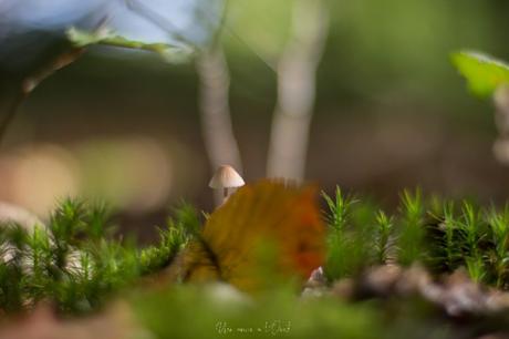 Le début de l’automne