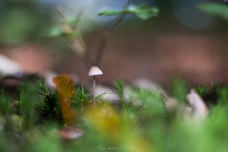 Le début de l’automne