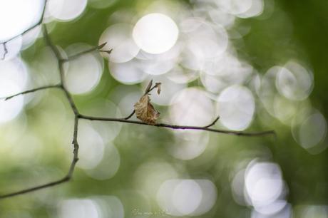 Le début de l’automne