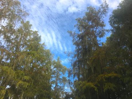 Voyage aux US : une semaine en Louisiane Voyage aux US : une semaine en Louisiane