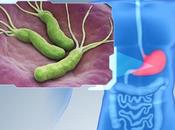 ANTIBIORÉSISTANCE Helicobacter pylori devenu deux fois plus résistant
