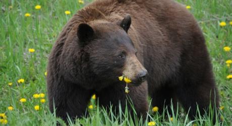 Embrasse l'ours - Marc Graciano