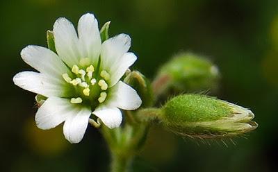 Céraiste des sables (Cerastium semidecandrum) Céraiste des sables (Cerastium semidecandrum)