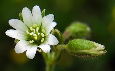 Céraiste des sables (Cerastium semidecandrum)