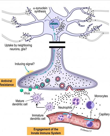 Les agrégats d’alpha-synucléine proviennent du système nerveux entérique (ENS) et remontent jusqu'au système nerveux central (SNC)