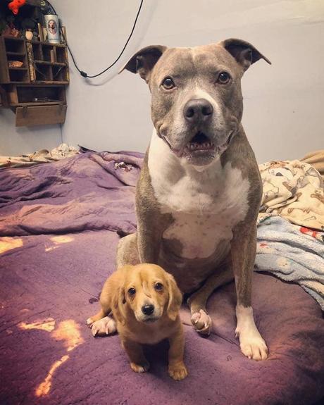 Narwhal, l’adorable chiot qui a une queue sur la tête Narwhal, l’adorable chiot qui a une queue sur la tête