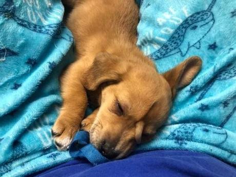 Narwhal, l’adorable chiot qui a une queue sur la tête Narwhal, l’adorable chiot qui a une queue sur la tête