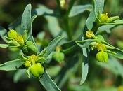 Euphorbe exiguë, fluette (Euphorbe exigua)