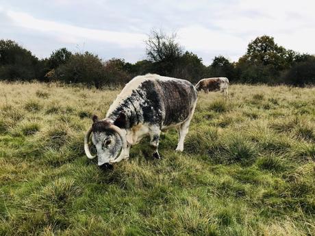 Un grand bol d’air frais à Epping Forest