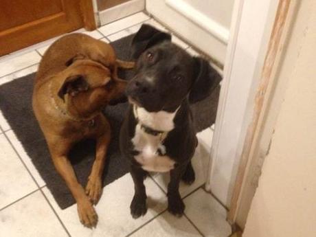 2 chiens croisés à adopter en ile de france sous contrat associatif sos chiens galgos.