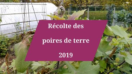 La récolte 2019 des poires de terre (vidéo)