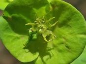 Euphorbe bois (Euphorbia amygdaloides)