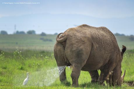 Les photos gagnantes des Comedy Wildlife Photography Awards 2019