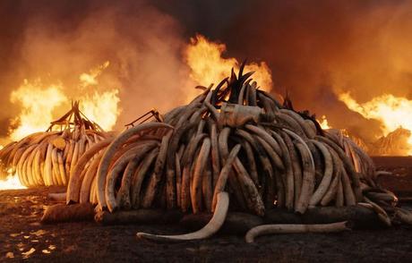 Critique Anthropocène, l’époque humaine : chronique d’une auto-destruction annoncée