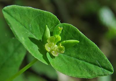 Euphorbe douce (Euphorbia dulcis)