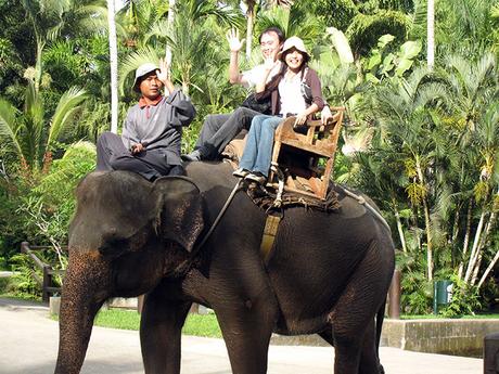 Le Cambodge interdit enfin les balades à dos d’éléphants